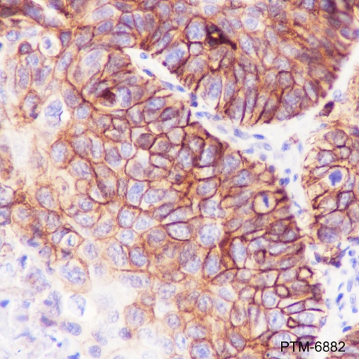 Anti-SLC7A5/LAT1 Rabbit mAb