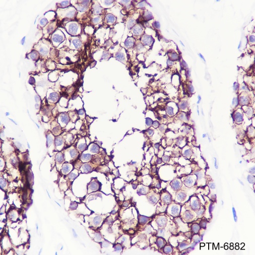 Anti-SLC7A5/LAT1 Rabbit mAb