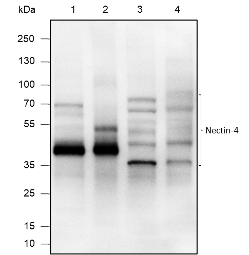 Anti-Nectin-4 Rabbit pAb