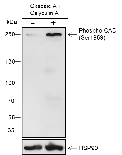 Anti-Phospho-CAD (Ser1859) Rabbit pAb