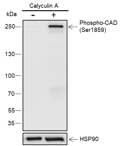 Anti-Phospho-CAD (Ser1859) Rabbit pAb