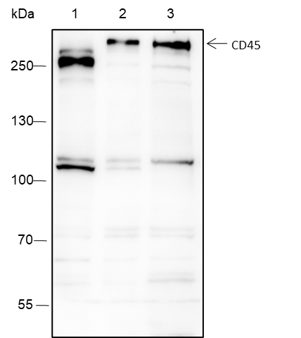 Anti-CD45 Rabbit mAb
