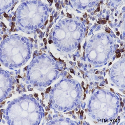 Anti-CD45 Rabbit mAb