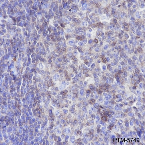 Anti-CD45 Rabbit mAb