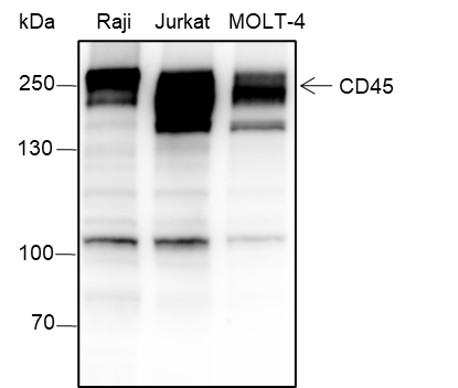 Anti-CD45 Rabbit mAb