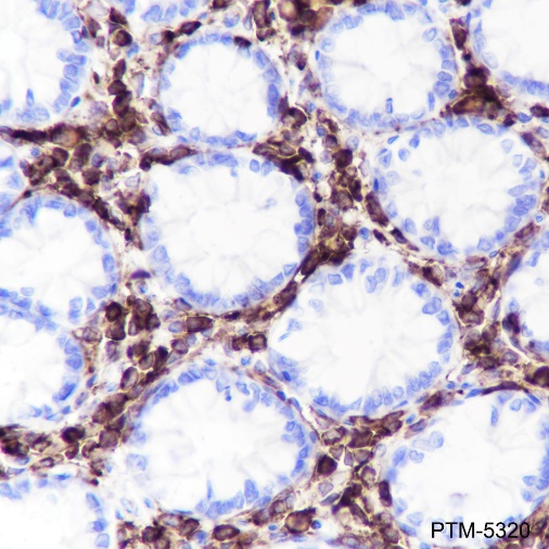 Anti-CD45 Rabbit mAb