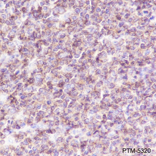 Anti-CD45 Rabbit mAb