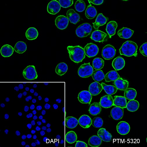 Anti-CD45 Rabbit mAb