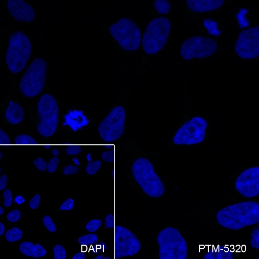 Anti-CD45 Rabbit mAb