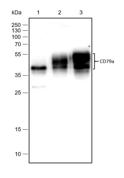 Anti-CD79a Rabbit mAb