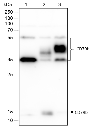 Anti-CD79b Rabbit mAb