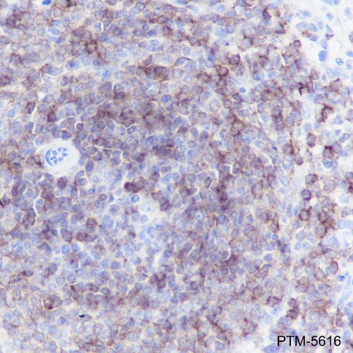 Anti-CD79b Rabbit mAb