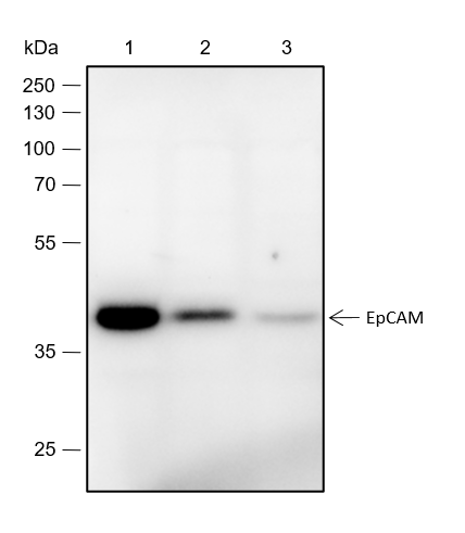 Anti-EpCAM Rabbit mAb