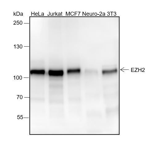 Anti-EZH2 Rabbit mAb
