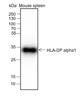 Anti-HLA-DPA1 Rabbit mAb