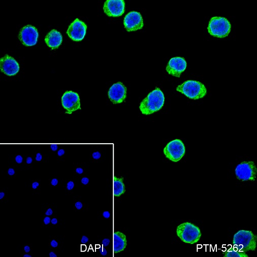 Anti-HLA-DPA1 Rabbit mAb