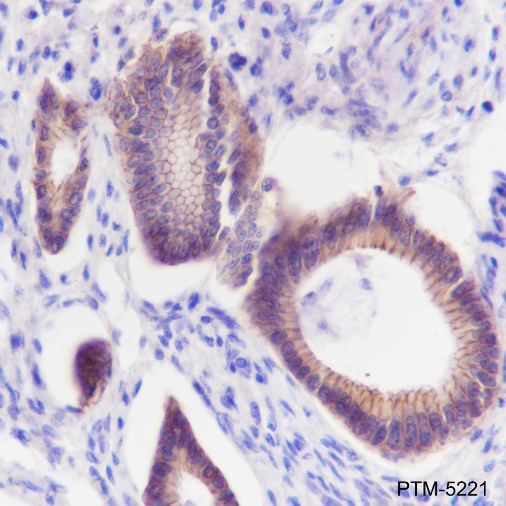 Anti-N-Cadherin Rabbit mAb