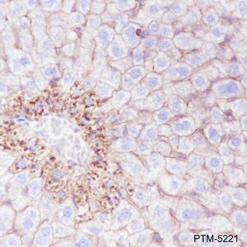 Anti-N-Cadherin Rabbit mAb