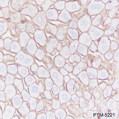 Anti-N-Cadherin Rabbit mAb
