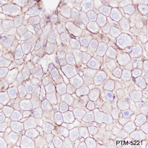 Anti-N-Cadherin Rabbit mAb