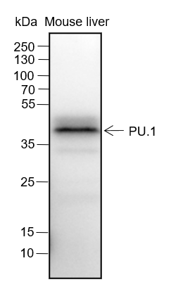 Anti-PU.1 Rabbit mAb