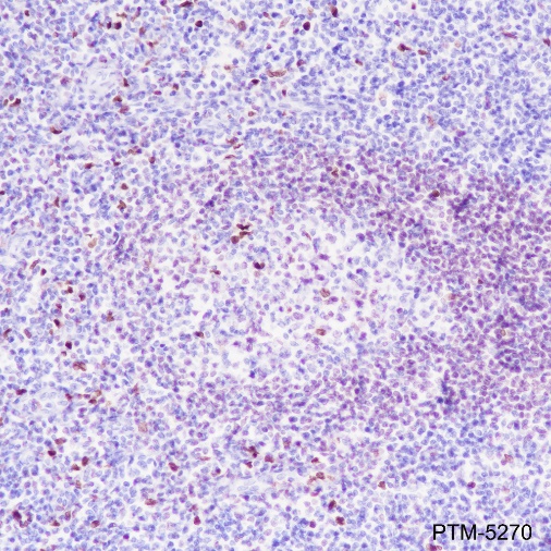 Anti-PU.1 Rabbit mAb