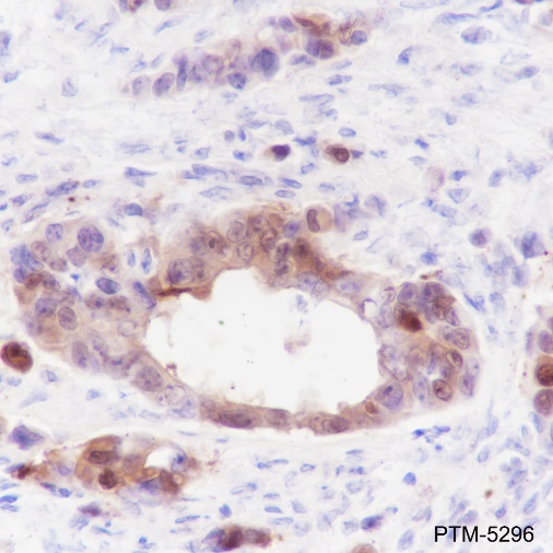 Anti-STAT5a Rabbit mAb