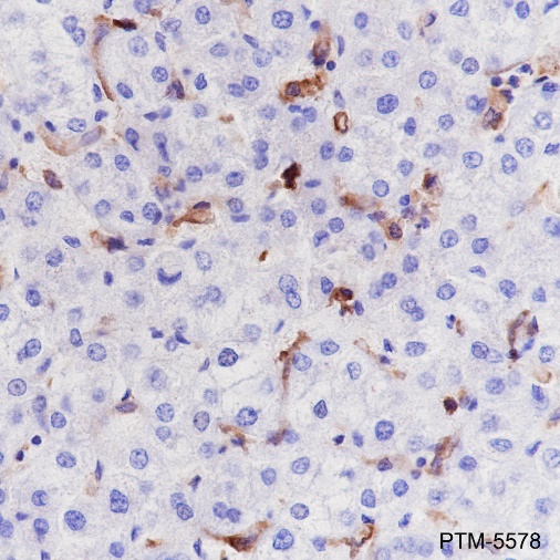 Anti-HLA-DRA Rabbit mAb