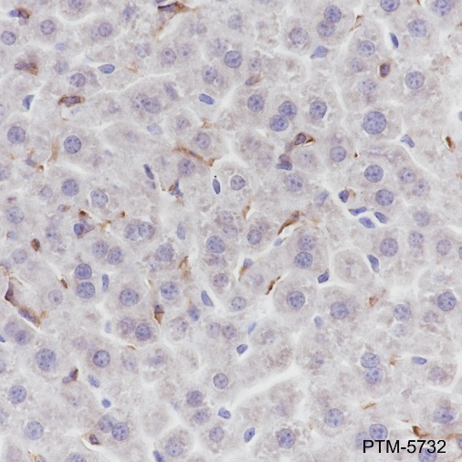 Anti-F4/80 Rabbit mAb