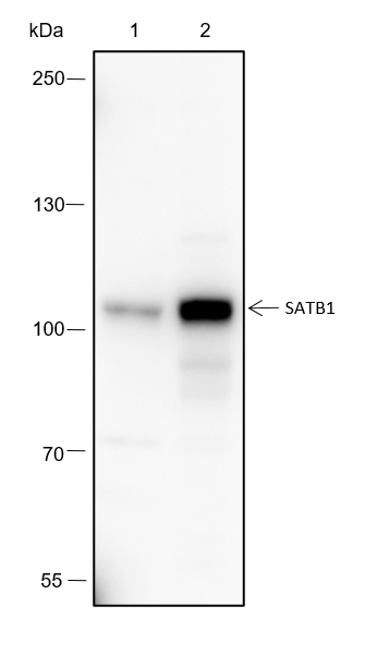 Anti-SATB1 Rabbit mAb