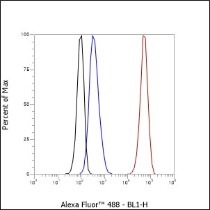 Anti-SATB1 Rabbit mAb