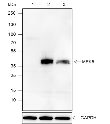 Anti-MEK5 Rabbit mAb