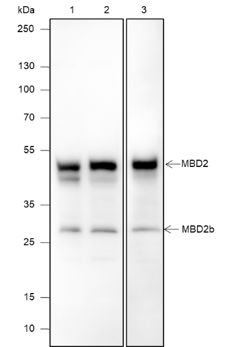 Anti-MBD2 Rabbit mAb