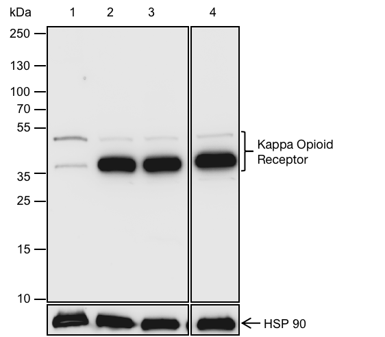 Anti-Kappa Opioid Receptor Rabbit pAb
