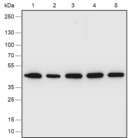 Anti-CXCR5 Rabbit pAb