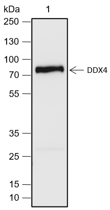 Anti-DDX4 Rabbit pAb