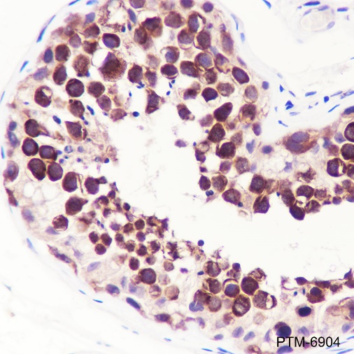 Anti-DDX4 Rabbit pAb