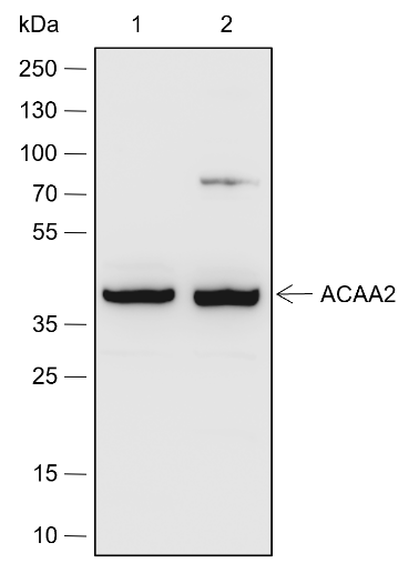 Anti-ACAA2 Rabbit pAb