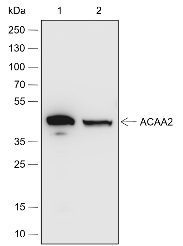 Anti-ACAA2 Rabbit pAb