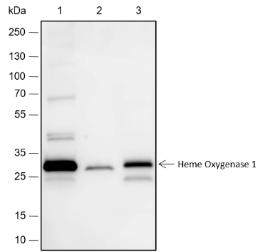 Anti-Heme Oxygenase 1 Rabbit mAb