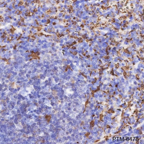 Anti-Heme Oxygenase 1 Rabbit mAb