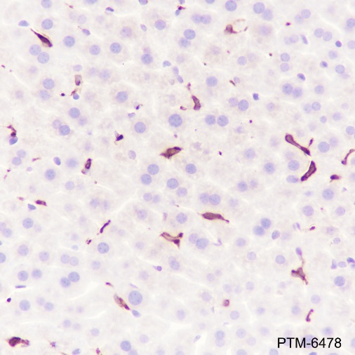 Anti-Heme Oxygenase 1 Rabbit mAb