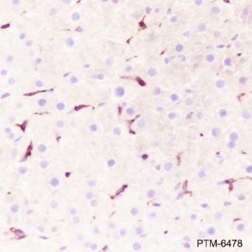 Anti-Heme Oxygenase 1 Rabbit mAb