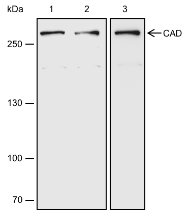 Anti-CAD Rabbit pAb