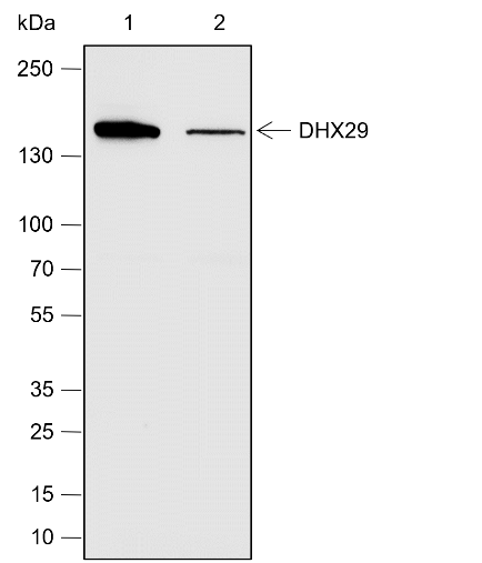 Anti-DHX29 Rabbit pAb