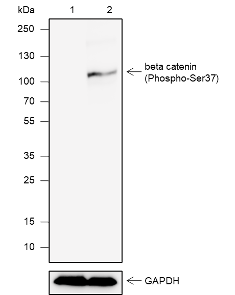 Anti-Phospho-beta Catenin (Ser37) Rabbit mAb