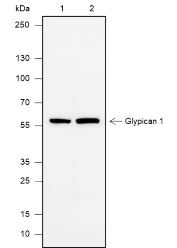 Anti-Glypican 1 Rabbit mAb