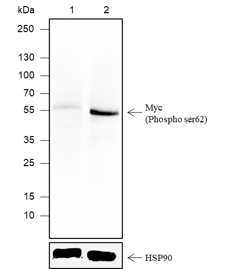 Anti-Phospho-c-Myc (Ser62) Rabbit mAb