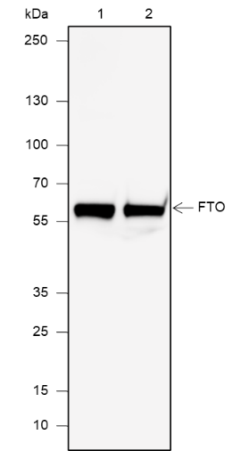 Anti-FTO Rabbit mAb