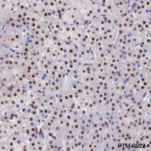 Anti-FTO Rabbit mAb